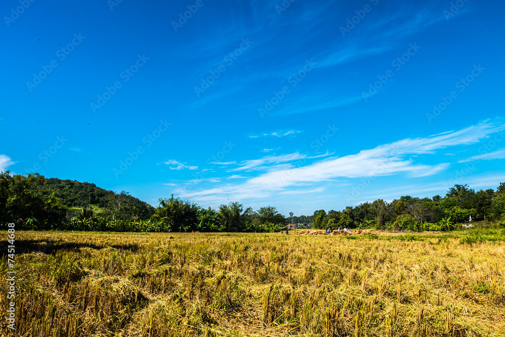 Paddy fields after the harvest and the background of the beautif