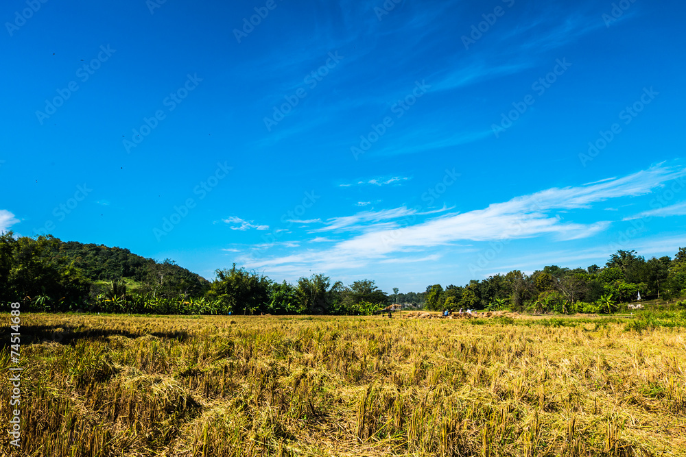 Paddy fields after the harvest and the background of the beautif Paddy fields after the harvest and the background of the beautif