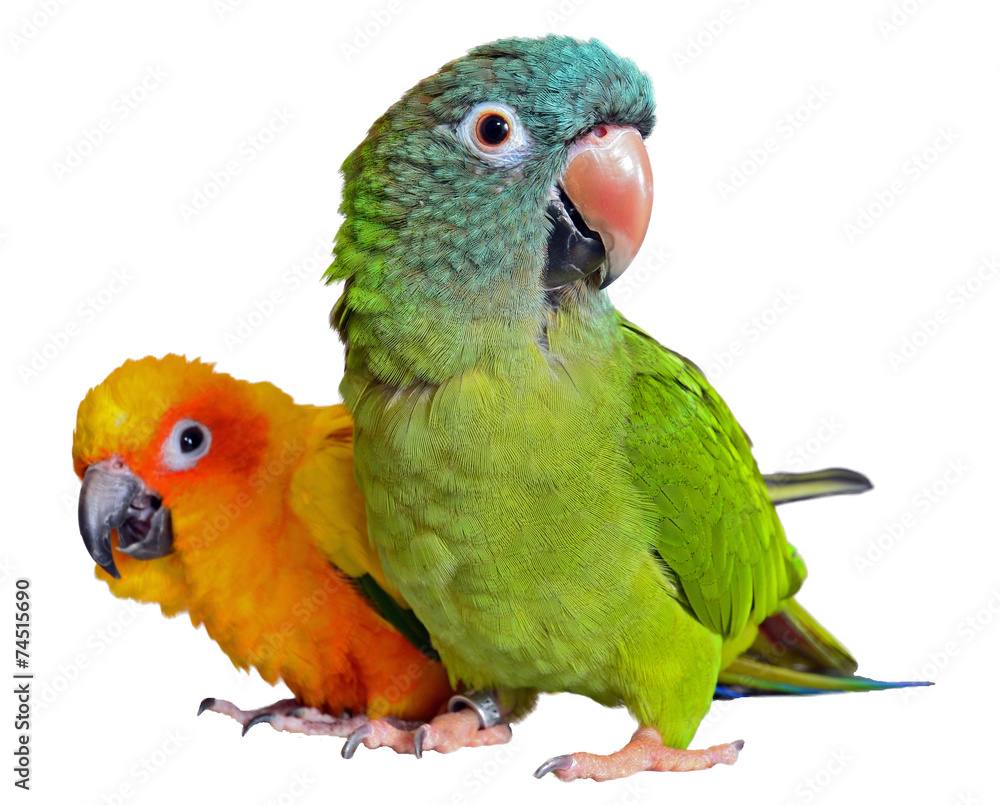 Obraz premium Conure Parrots