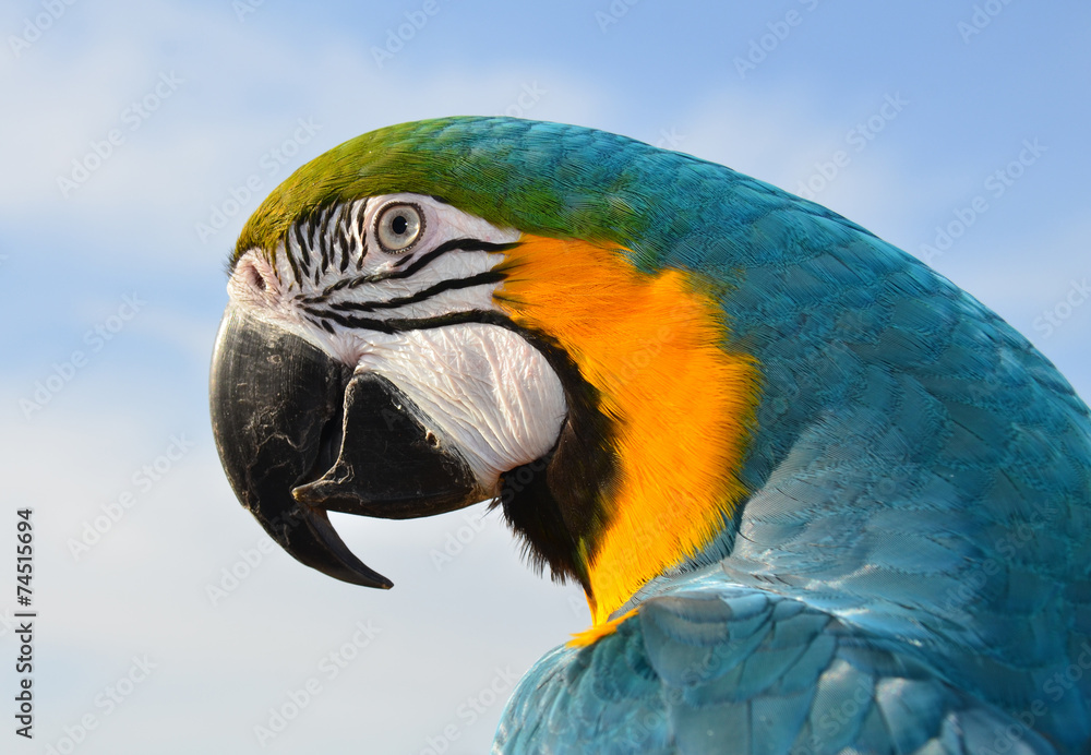 Fototapeta premium Blue and Gold Macaw