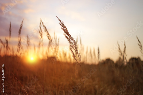 wild sunny landscape view