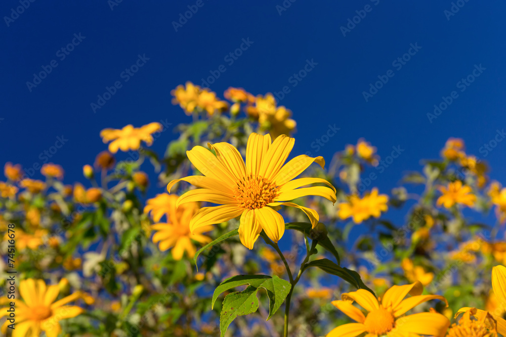 Obraz premium Mexican sunflower
