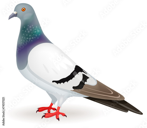 Pigeon