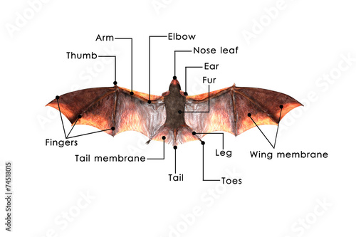 Bat photo