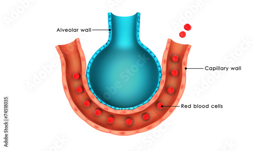 Alveolus