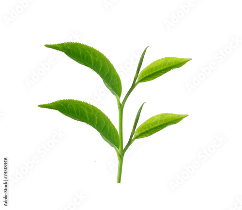 Tea leaves with white background