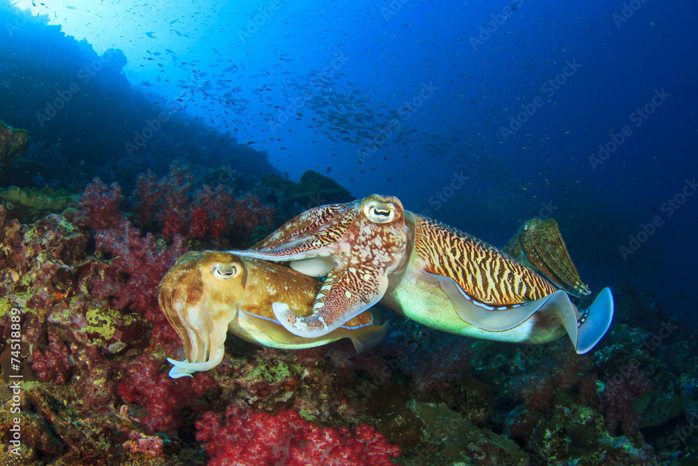Fototapeta premium Cuttlefish pair sex mating
