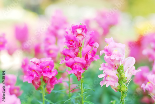 Close up of beautiful flower