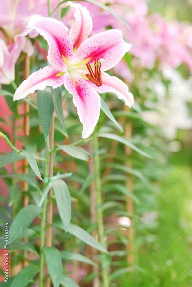Fototapeta premium Close up of beautiful lilly flower