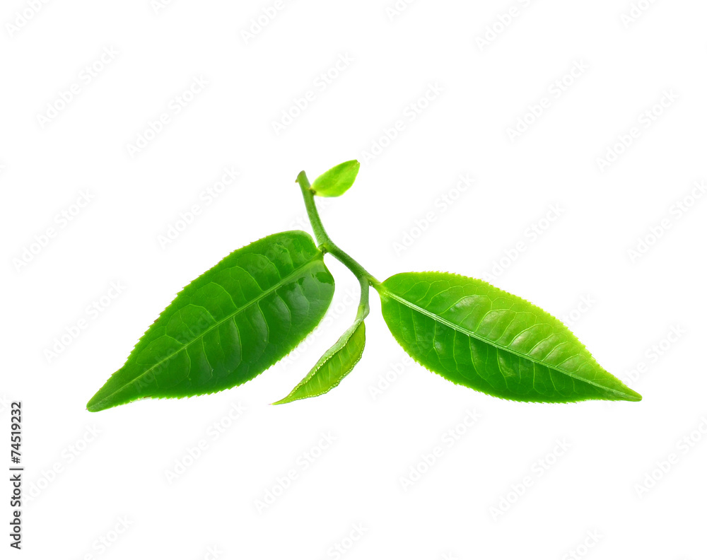 Obraz premium Tea leaves with white background