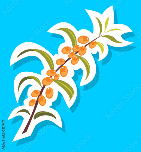 sea buckthorn