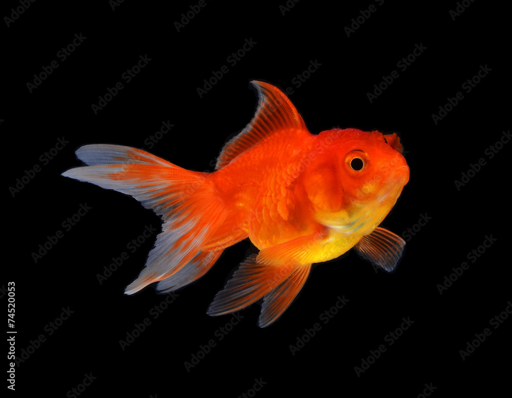 Gold fish black background Gold fish black background
