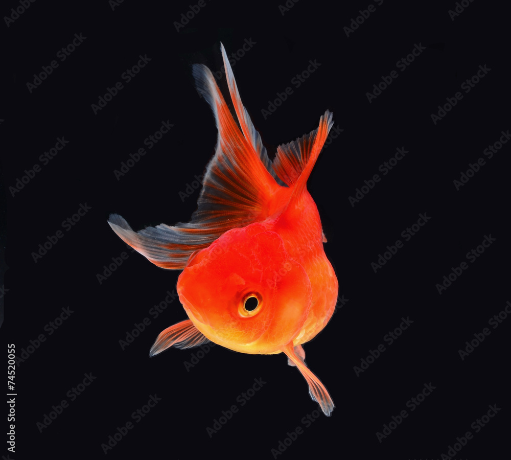 Gold fish black background Gold fish black background