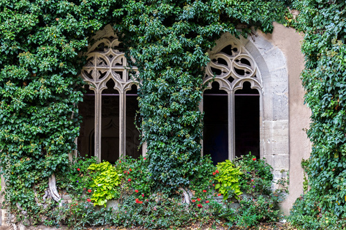 antique white arched window with climbing plants © Aurelio Wieser