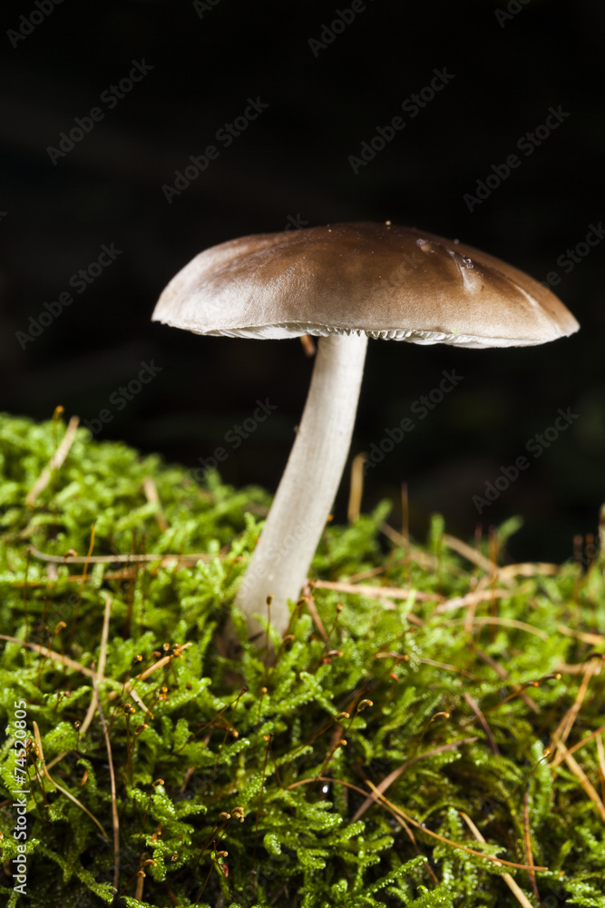 Pilz im grünen Moos Pilz im grünen Moos