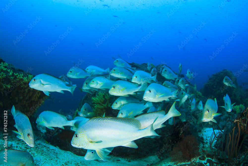 School Silver Sweetlips fish underwater on coral reef School Silver Sweetlips fish underwater on coral reef