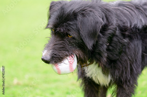 Photography Dog holding baseball