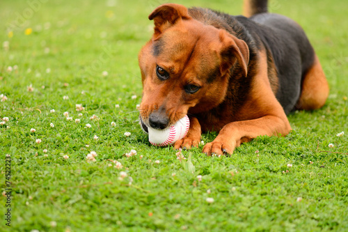 Fototapeta Naklejka Na Ścianę i Meble -  Dog chewing on baseball