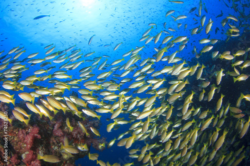 School snapper fish on coral reef