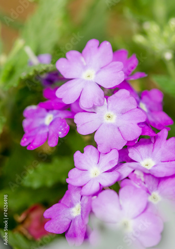 Fototapeta Naklejka Na Ścianę i Meble -  Purple flowers in garden