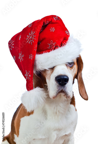 beagle in Santa hat isolated on white © Igor Normann