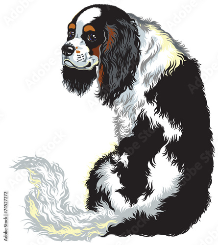 tricolor cavalier king charles spaniel