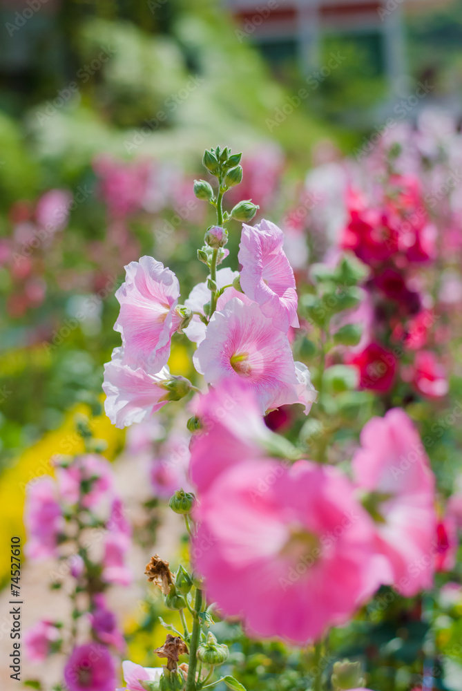 Obraz premium Hollyhock