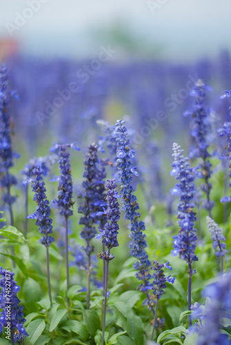 Blue Salvia Plant