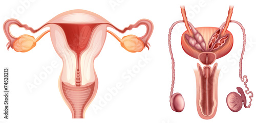 The male and female reproductive systems photo