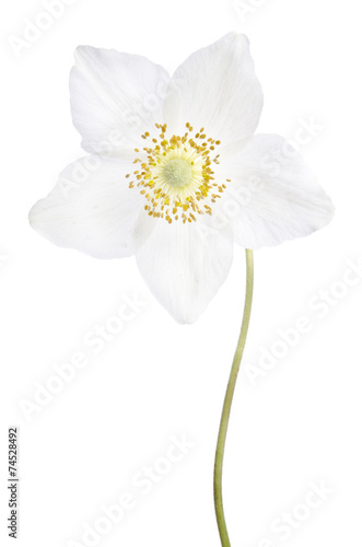 Fototapeta Naklejka Na Ścianę i Meble -  beautiful delicate flower isolated on white background