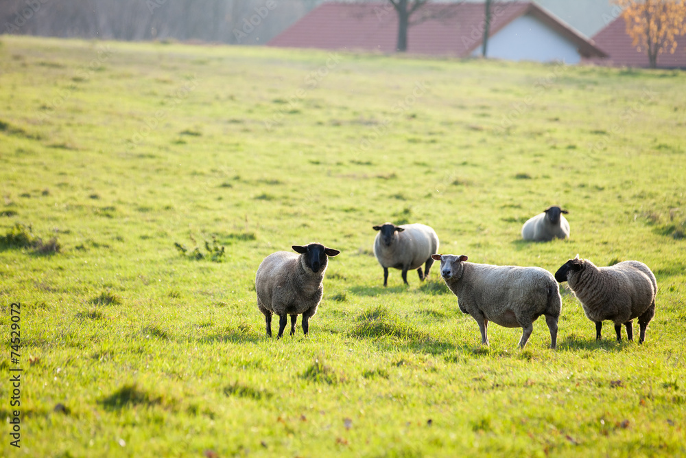 Fototapeta premium Farm animals: sheep grazing on a lovely green pasture