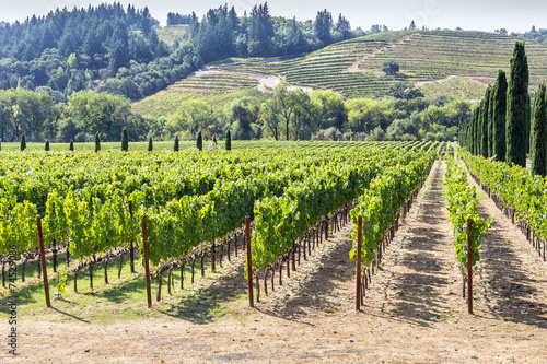 Vineyard in the hilly Napa Valley area photo