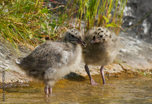 Chicks of Common Gull in the water