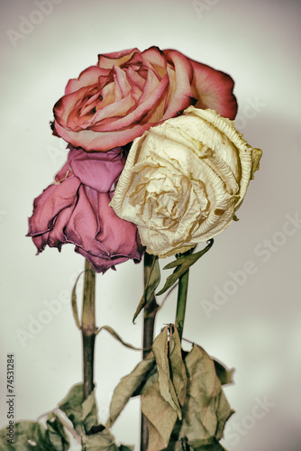 Vintage style faded three rose flowers photo