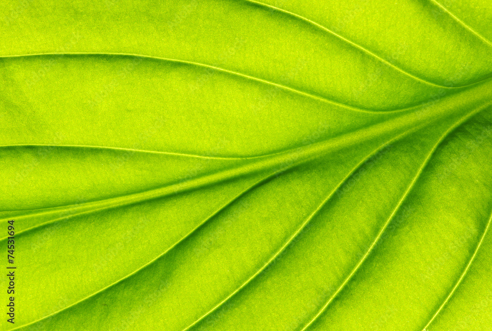 green leaf texture green leaf texture