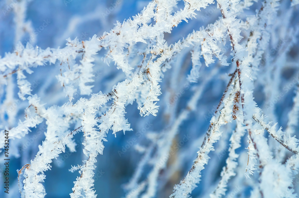 Tree branch in Crystal frost Tree branch in Crystal frost