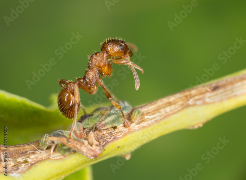 Find Similar Images Red ant, Myrmica on aphids polishing