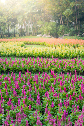 multicolored celosia flower in the garden