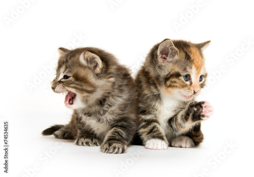 Two cute kittens