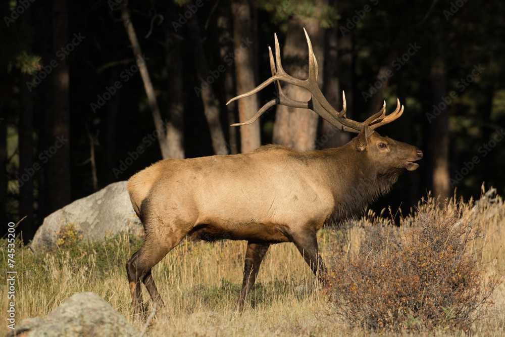 Fototapeta premium North American elk