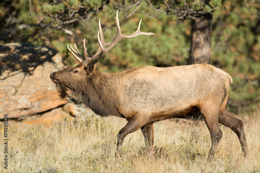 Fototapeta premium North American elk