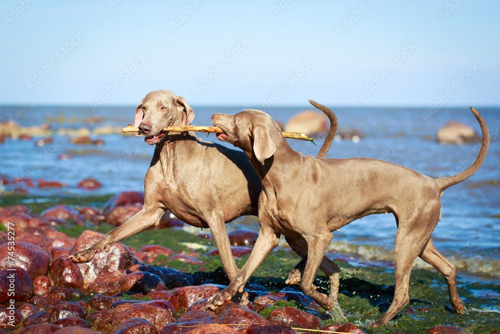 weimaraner dog weimaraner dog