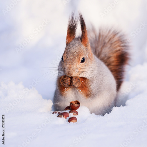 Squirrel on the snow