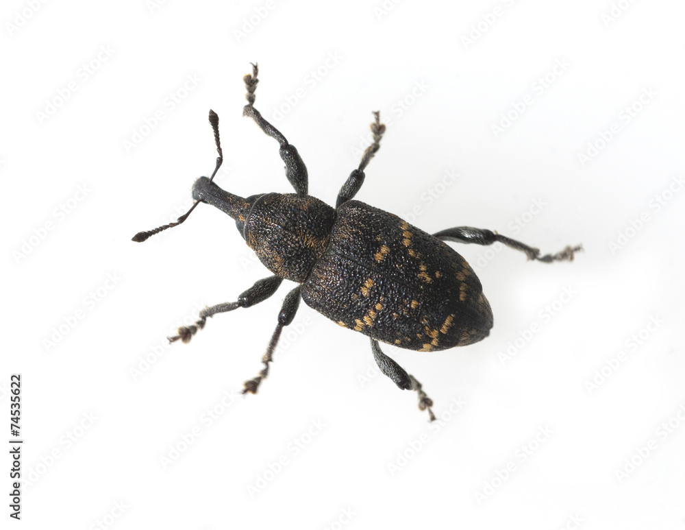 Fichtenruesselkaefer, Hylobius abietis, Fichtenruesselkaefer, Hylobius abietis,