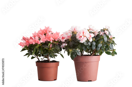 Two  blossoming pink azaleas of a different grade