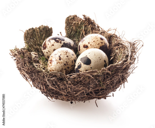 Birds nest with eggs isolated on white background