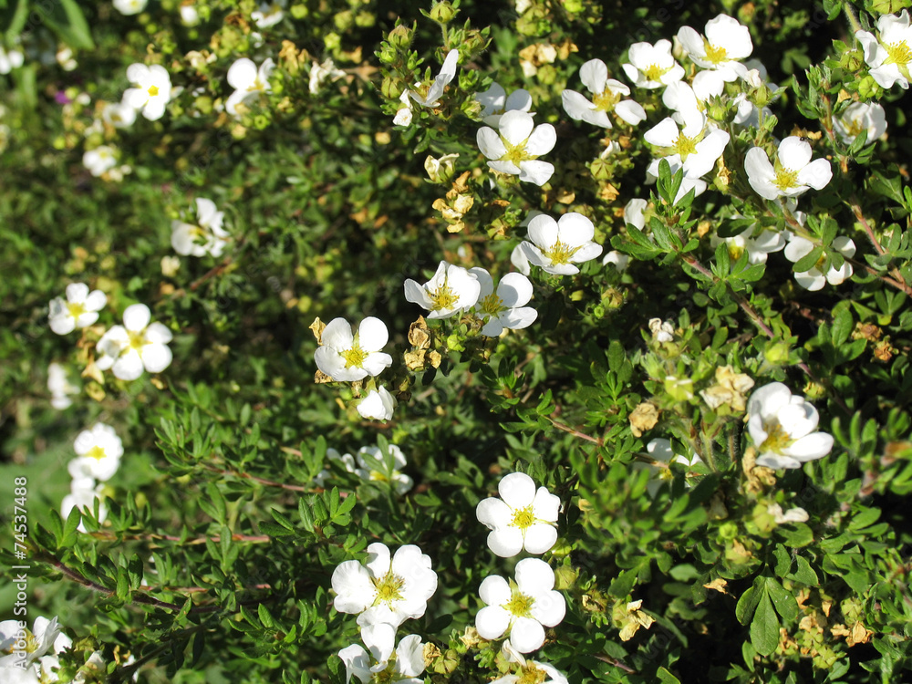 Potentilla fnuticosa - small white garden flowers - obrazy, fototapety, plakaty 