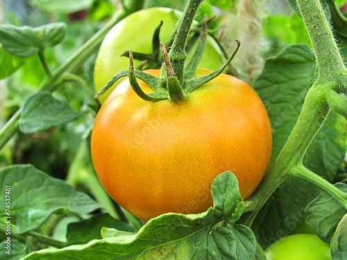 Ripe tomato on branch. Growing vegetables. Agriculture