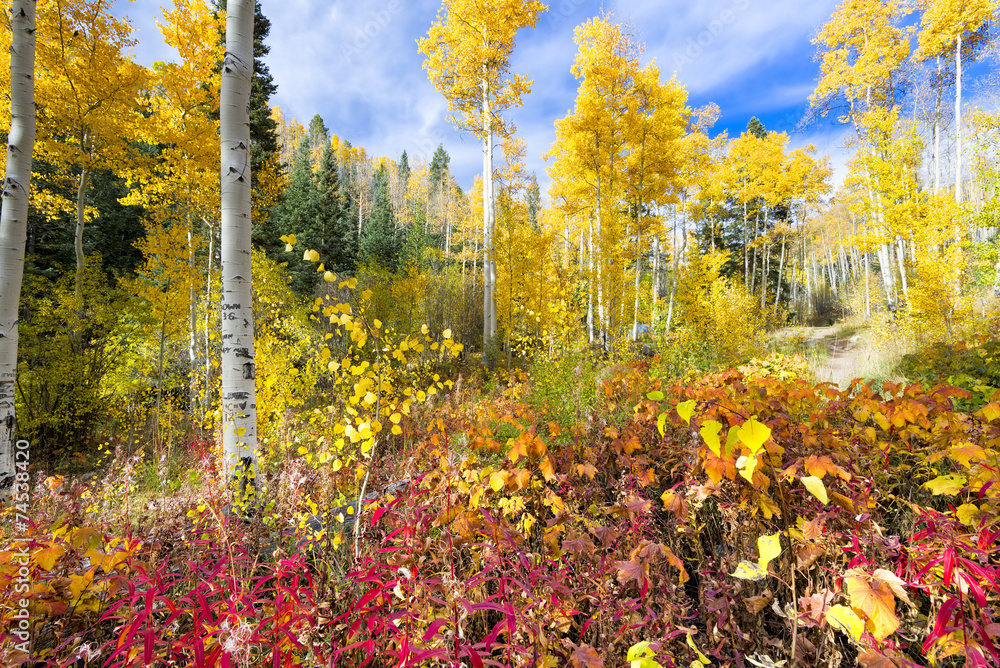 Fototapeta premium Aspen Forest in New Mexico