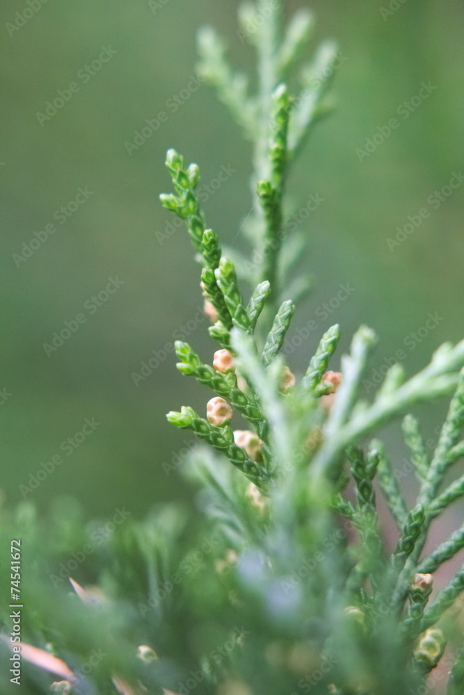 Very young cones of arborvitae (genus Thuja) Very young cones of arborvitae (genus Thuja)